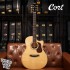 Cort FM-666 玫瑰木全單板 含Bevel靠肘 獨家規格型號 